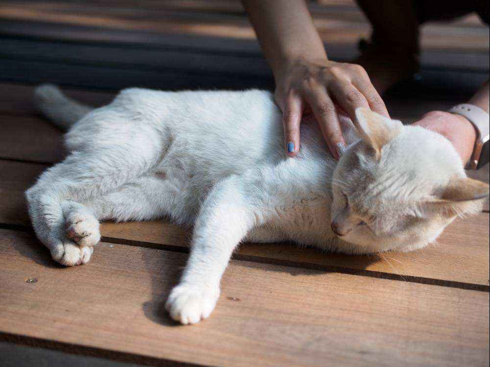 Потеют ли коты. Гладить кошку. Поглаживание кошки. Человек гладит кошку. ПОТНАЯ кошка.